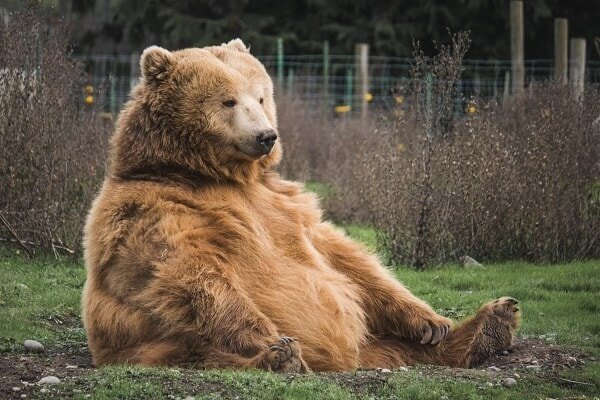Brown bear sitting on the ground like a human