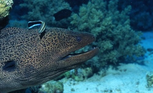 An eel hiding in the rock at the bottom of the sea