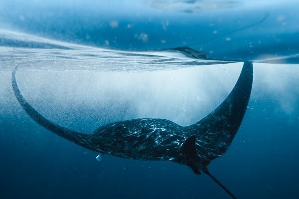 A ray swimming in the sea