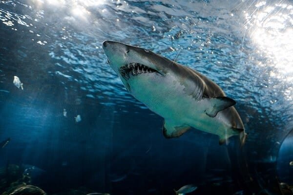 A shark roaming the sea