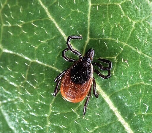 A tick on a leaf