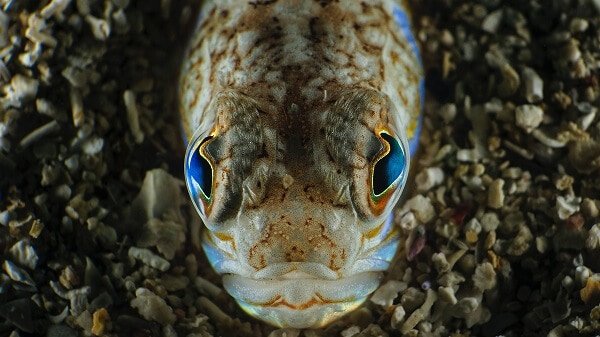 weever fish in the sand in the sea