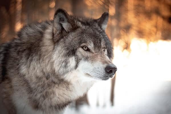 A wolf staring into distance in winter